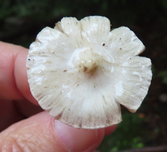 Inocybe lilacina