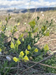 Linaria dalmatica