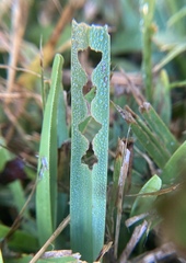 Stenotaphrum secundatum