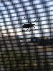 Leptoglossus occidentalis