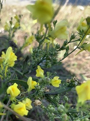 Linaria dalmatica