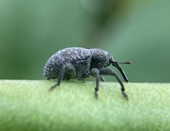 Chalcodermus aeneus