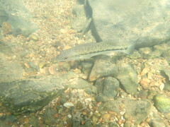 Micropterus punctulatus