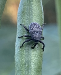Chalcodermus aeneus