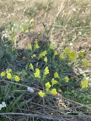 Linaria dalmatica