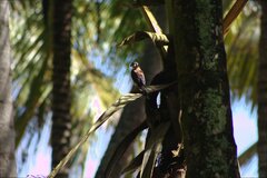 Falco sparverius dominicensis