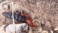 Solifugae