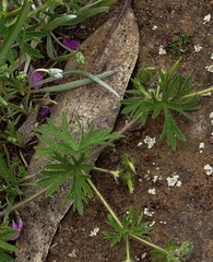 Geranium berteroanum