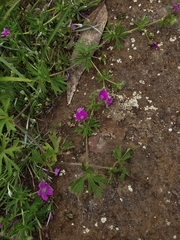 Geranium berteroanum