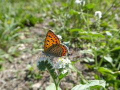 Lycaena thersamon