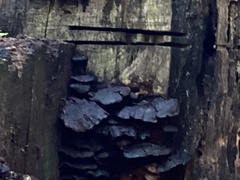 Hymenochaete rubiginosa