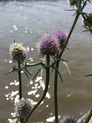Eryngium aristulatum