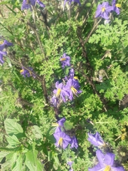 Solanum citrullifolium