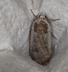 Noctua pronuba