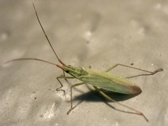 Trigonotylus caelestialium