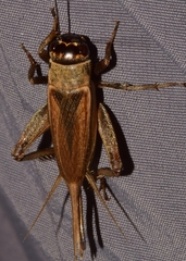 Eumodicogryllus bordigalensis