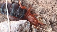 Solifugae