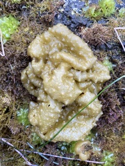 Colpomenia tuberculata