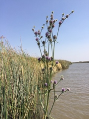 Eryngium aristulatum