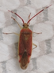 Pantilius tunicatus