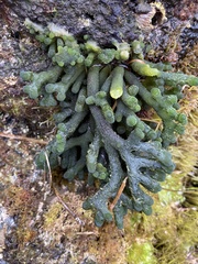Codium