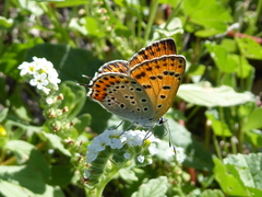 Lycaena thersamon