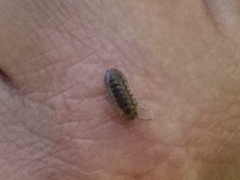 Armadillidium nasatum