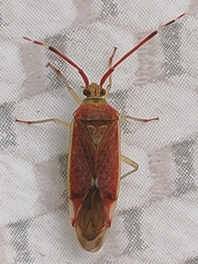 Pantilius tunicatus