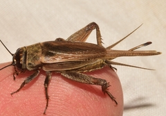 Eumodicogryllus bordigalensis