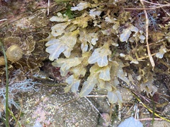 Dictyopteris undulata