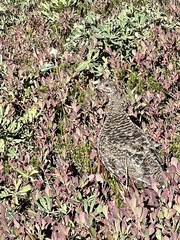 Dendragapus obscurus