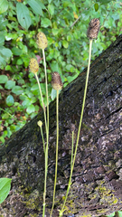 Anemone virginiana