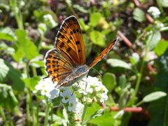 Lycaena thersamon