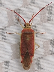 Pantilius tunicatus
