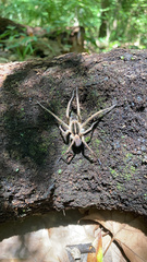 Lycosoidea