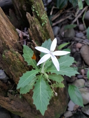 Hippobroma longiflora