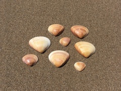 Veneridae