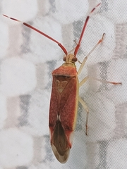 Pantilius tunicatus