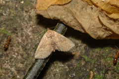 Cerynea punctilinealis