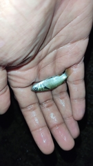 Ellochelon vaigiensis