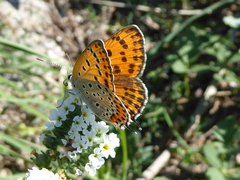 Lycaena thersamon