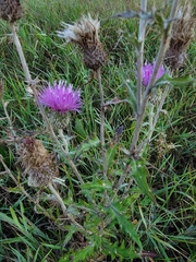 Cirsium flodmanii