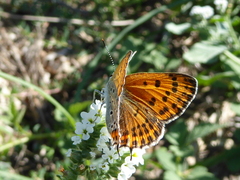 Lycaena thersamon