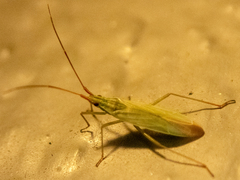 Trigonotylus caelestialium