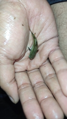 Ellochelon vaigiensis