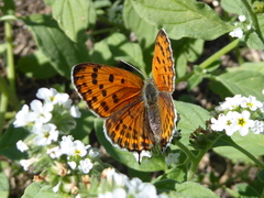 Lycaena thersamon