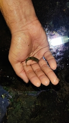 Ellochelon vaigiensis