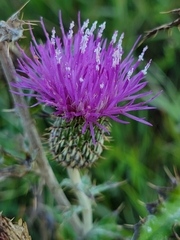 Cirsium flodmanii