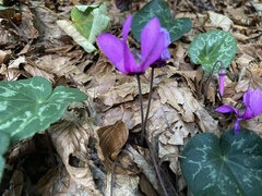 Cyclamen purpurascens