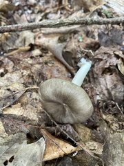 Megacollybia